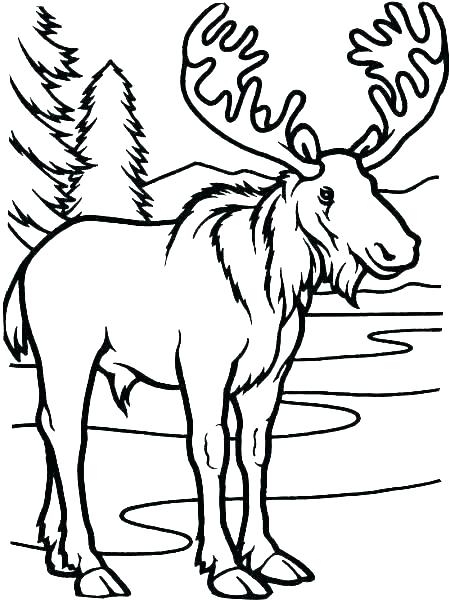 450x600 Coloring Pages Moose