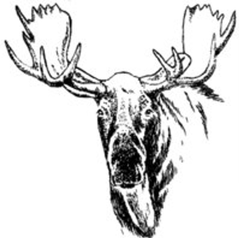 794x790 Wide Moose Head Trophy Head Wild Animal Wildlife Male Etsy