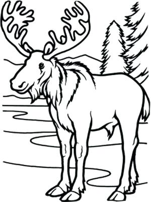 300x401 Coloring Pages Of Moose Cute Moose Coloring