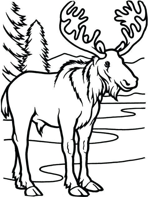 474x632 Moose Coloring Pages Download Free Canadian