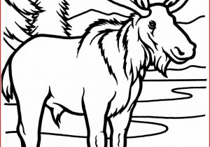 300x210 Moose Drawing Coloring Pages Moose Coolest Coloring Books