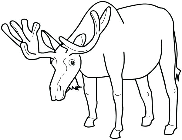 600x464 Coloring Pages Moose