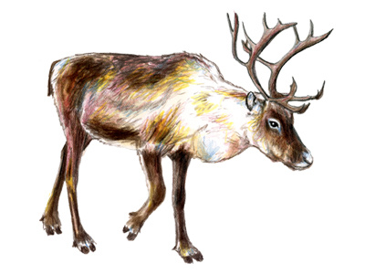400x300 Reindeer