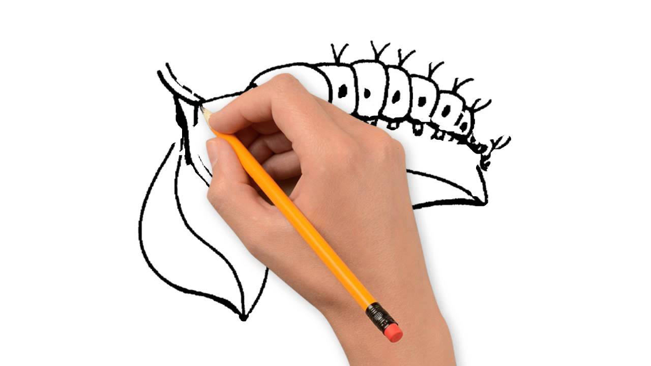 1280x720 Insects Animals Pencil To Draw Step