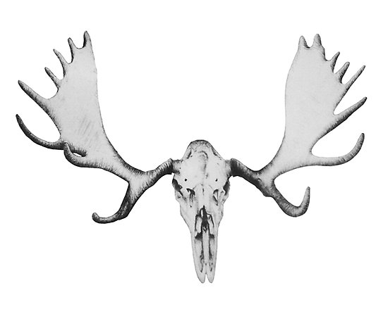 550x439 Hand Drawn Moose Skull Photographic Print