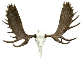 263x191 Image Result For European Mount Moose Skull Drawing Art Moose
