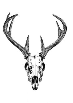 235x333 best cardstock moose light images moose skull, skulls, skull