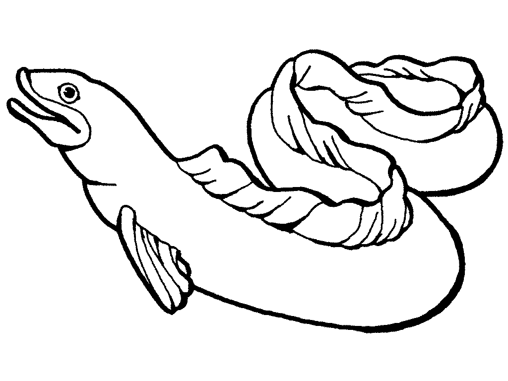 1024x768 Eel Clipart Clip Art Library