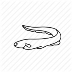 250x250 Eel Drawing, Picture