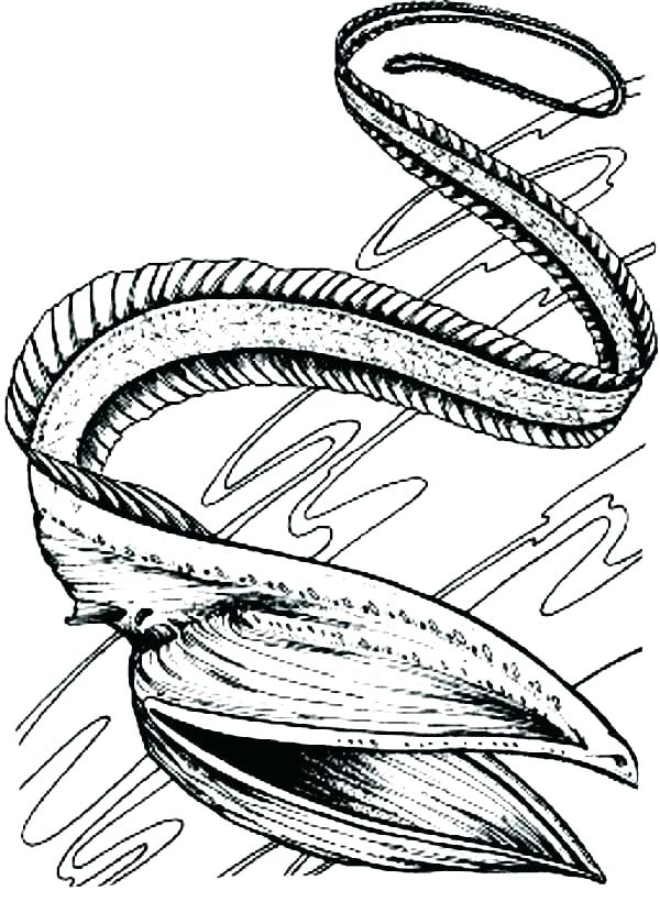 600x820 Eels Coloring Pages Eel