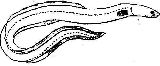 552x229 Moray Eel Drawing