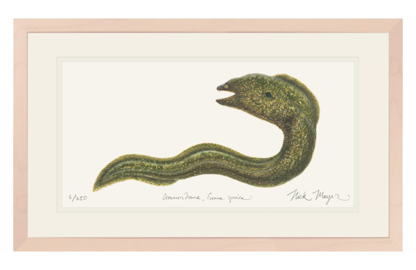 600x389 Moray Eel Nick Mayer Art