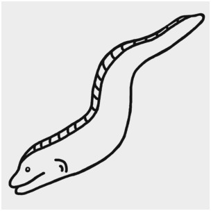 304x304 Eel Coloring