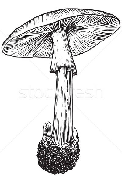 400x600 Ink Mushroom Stock Photos, Stock Images And Vectors Stockfresh