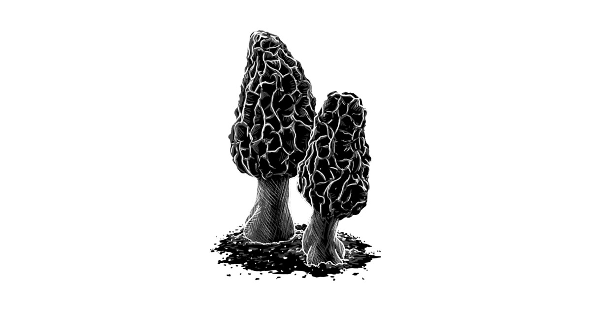 1200x630 Morel Mushroom