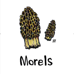 240x240 Morel Mushroom Print Slow Loris Studio