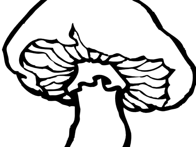 640x480 Mushroom Clipart Line Drawing