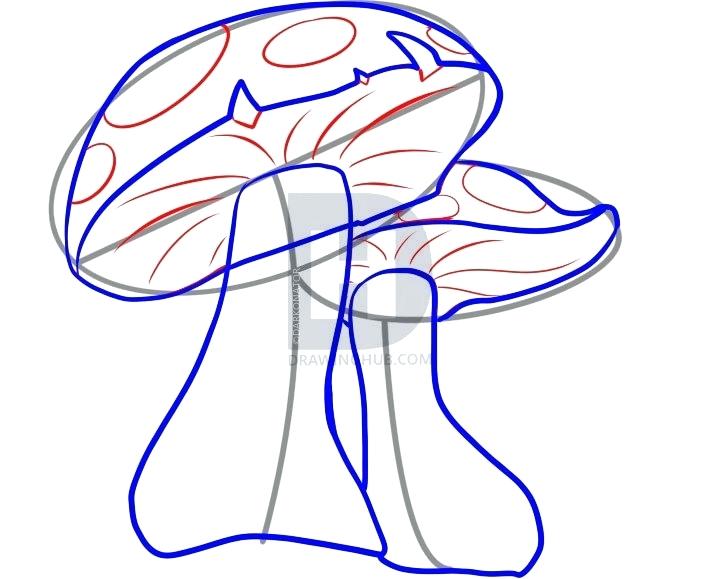 728x579 Drawing Of Mushrooms