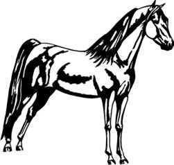 251x238 morgan horse trailers on popscreen