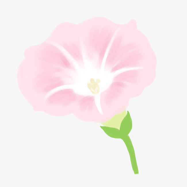 650x651 Hand Drawn Botanical Flower Element Morning Glory Image