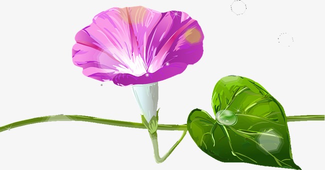 650x340 Morning Glory, Morning Clipart, Plant Png Image And Clipart