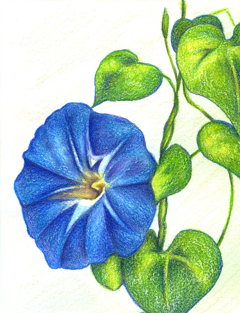 785x1024 Morning Glory