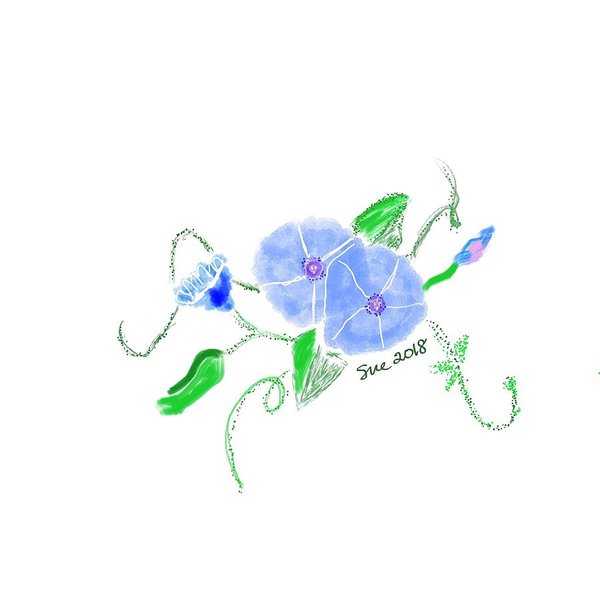 600x600 Morning Glory Flowers Drawings Fine Art America
