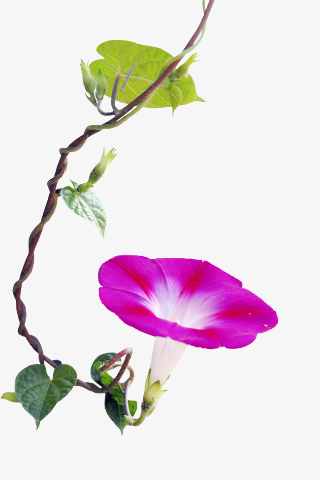 650x972 Morning Glory Material, Morning Clipart, Green Leaves, Plant Png