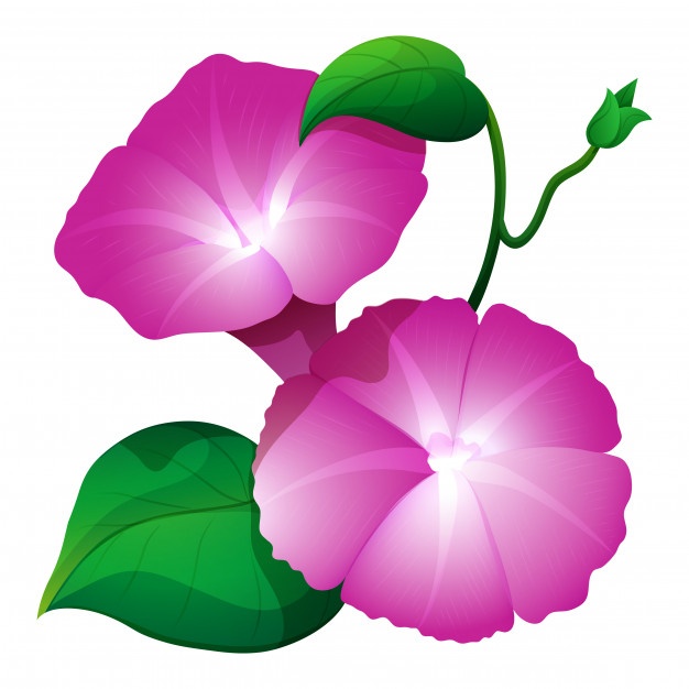 626x626 Morning Glory Vectors, Photos And Free Download