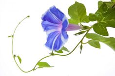 236x157 Best Flower Morning Glory Images In Japan Art, Japanese