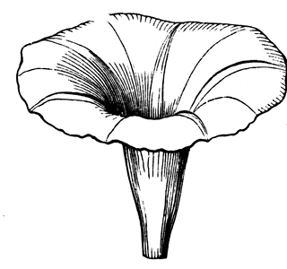 320x300 Morning Glory Corolla Clipart Etc