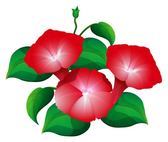 577x490 Morning Glory Flower In Red Color