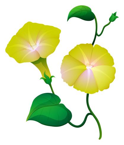 419x490 Morning Glory Flower In Yellow Color