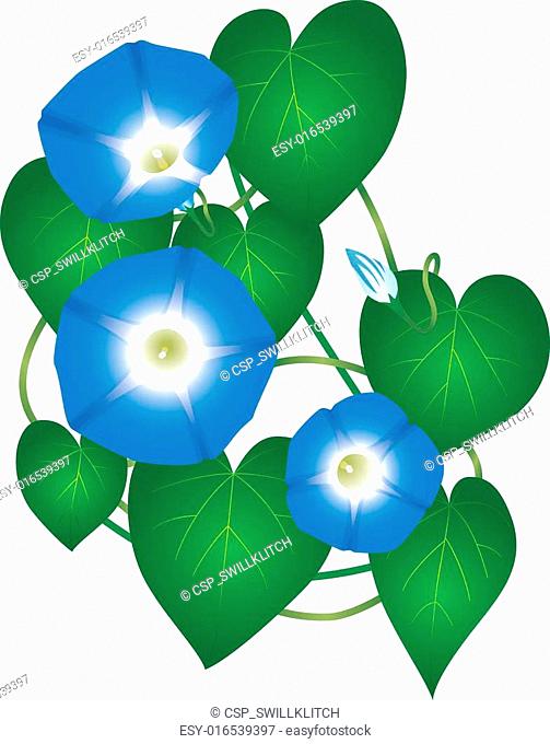 503x680 Morning Glory Illustration Stock Photos And Images Age Fotostock
