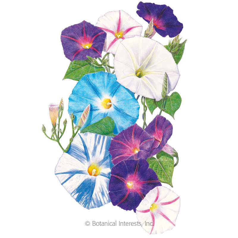 800x800 Something Old Something New Morning Glory Seeds View All Flowers