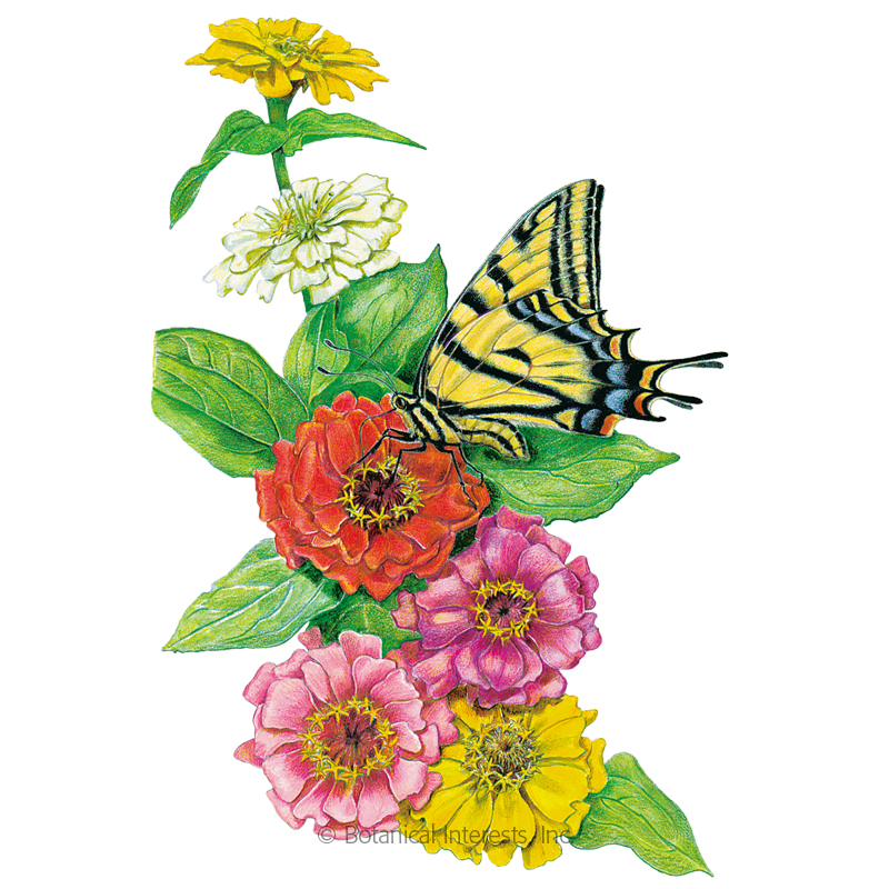 800x800 Thumbelina Zinnia Seeds View All Flowers Botanical Interests