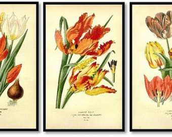 340x270 Tulip Illustration Etsy