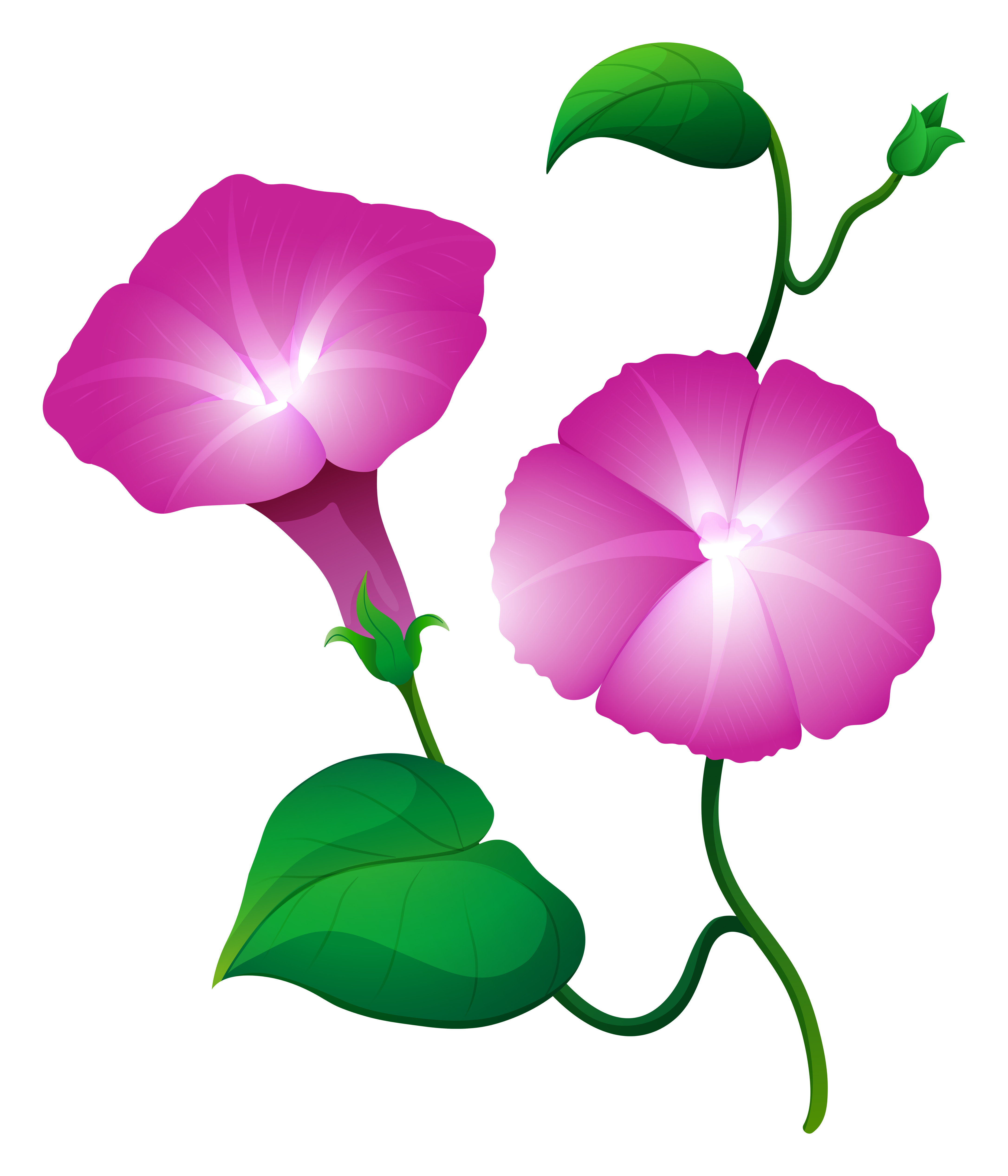 4342x5067 Two Morning Glory Flower In Pink Color