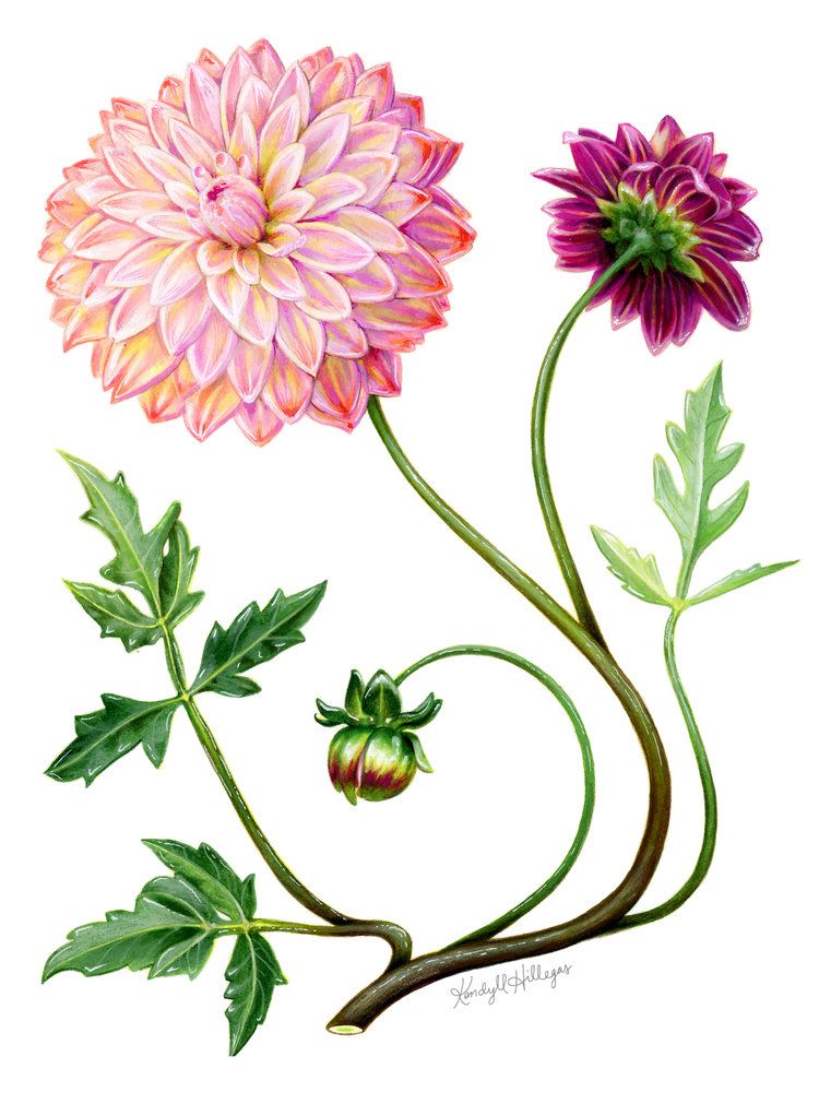 750x1011 Vintage Inspired Stylized Dahlia Botanical Illustration