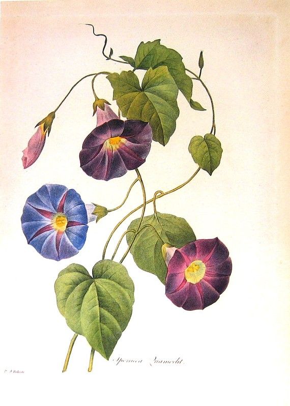 570x798 Morning Glory Art And Vzory