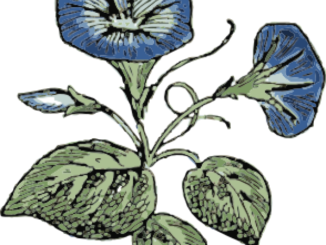 640x480 Free Morning Glory Clipart, Download Free Clip Art