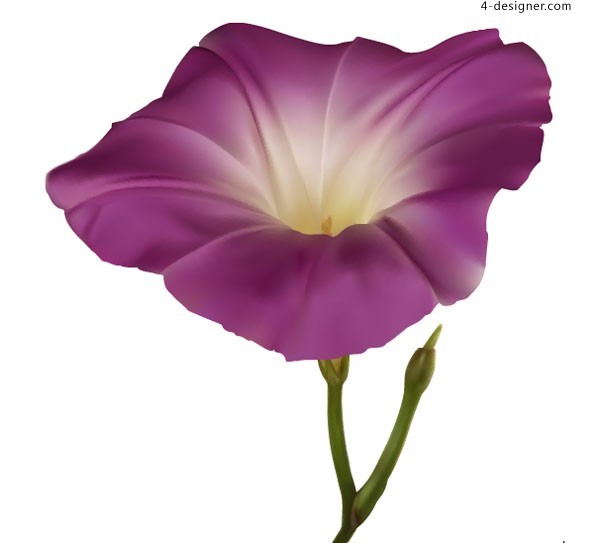 600x543 Designer Drawing Morning Glory Vector Material