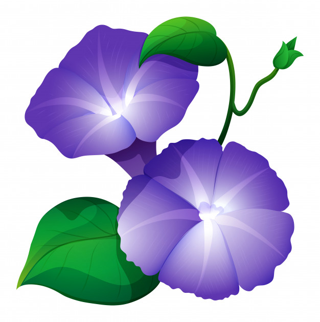 626x629 Morning Glory Flower Images Free