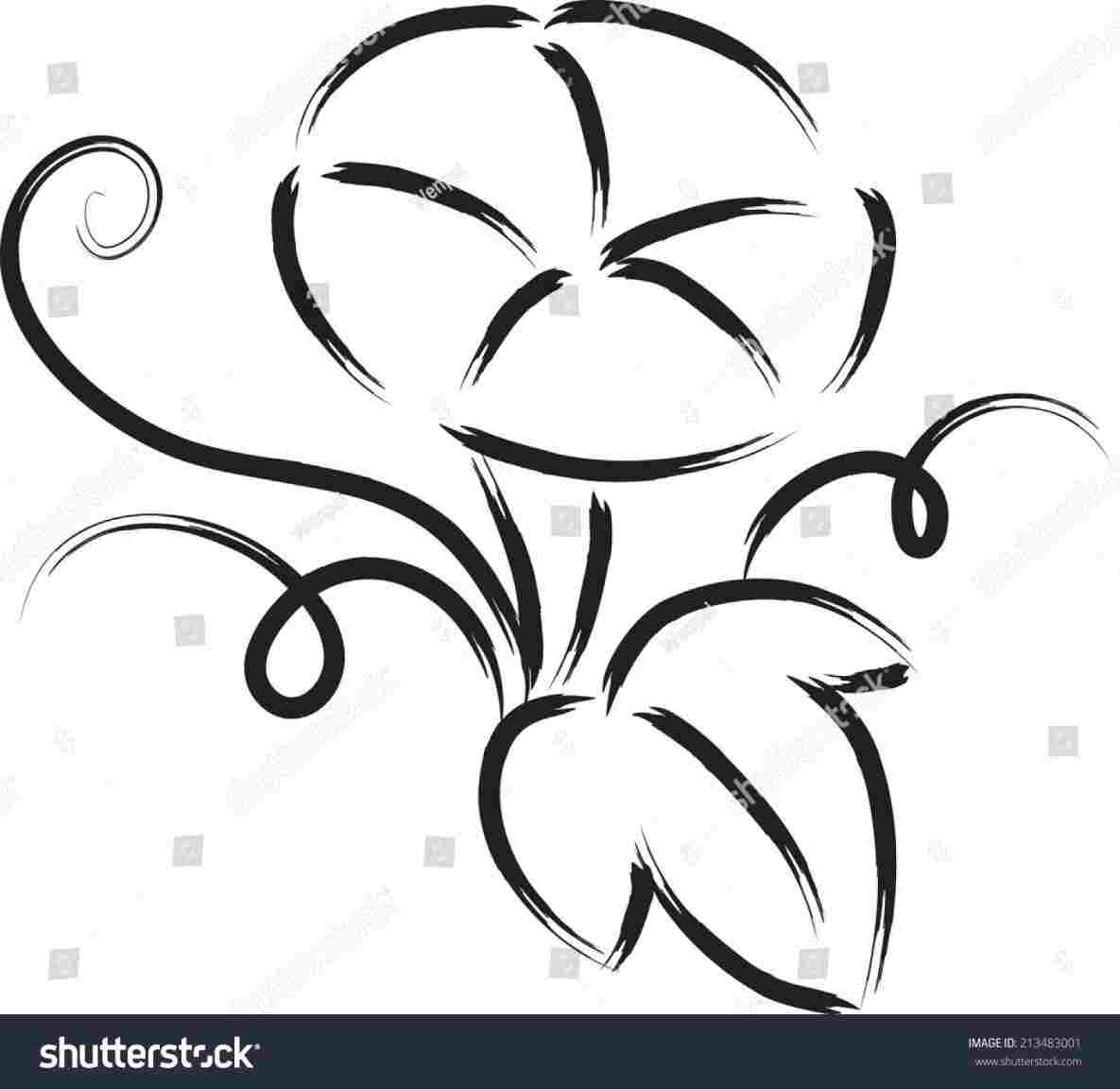 1185x1152 Morning Glory Line Drawing