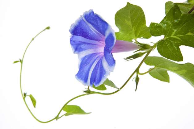 628x418 Morning Glory Vine Drawing