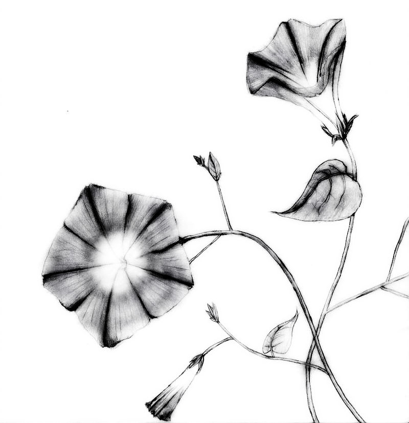 800x828 Morning Glory