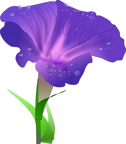 524x600 Morning Glory Free Vector In Open Office Drawing