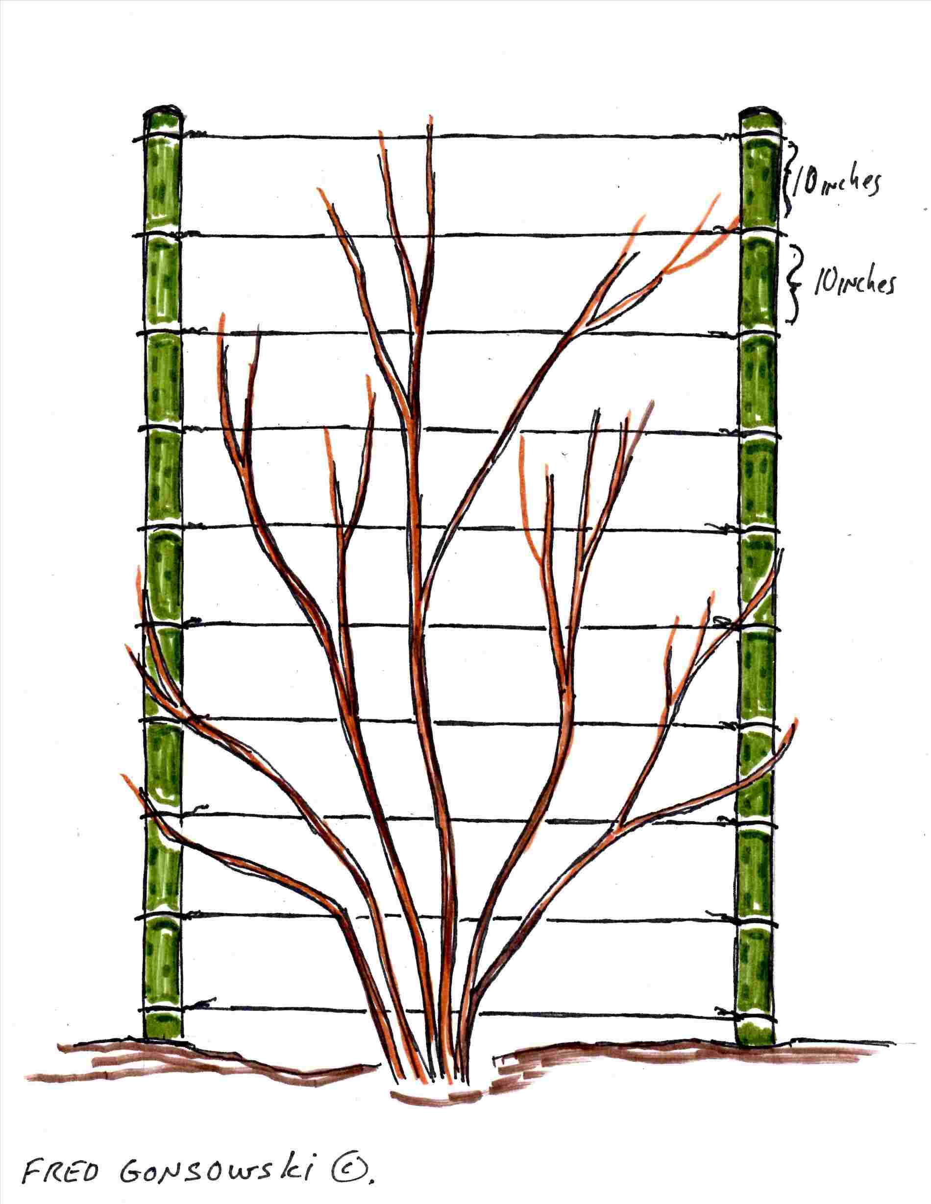 1900x2458 Easy Morning Glory Drawing