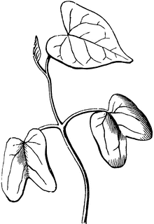 220x320 Morning Glory Seedling Clipart Etc