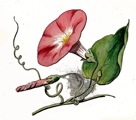 459x403 Pink Morning Glory Flower